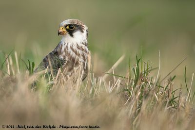 Red-Footed FalconFalco vespertinus