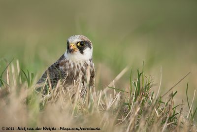 Red-Footed FalconFalco vespertinus