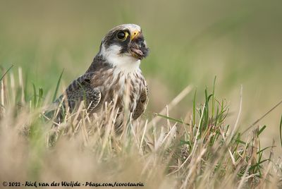 Red-Footed FalconFalco vespertinus
