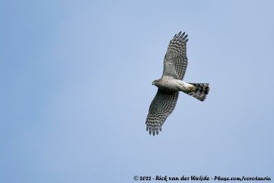 Eurasian SparrowhawkAccipiter nisus nisus