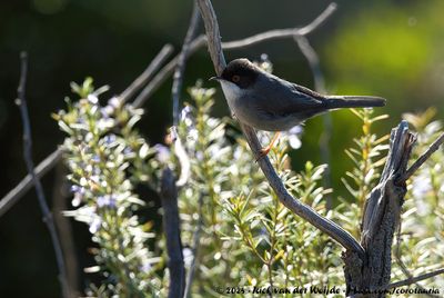 Sardinian WarblerCurruca melanocephala melanocephala