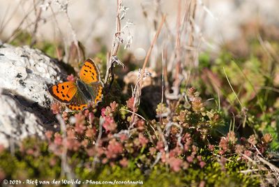 Small CopperLycaena phlaeas phlaeas