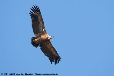 Griffon VultureGyps fulvus fulvus