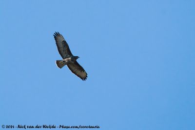 Common BuzzardButeo buteo buteo