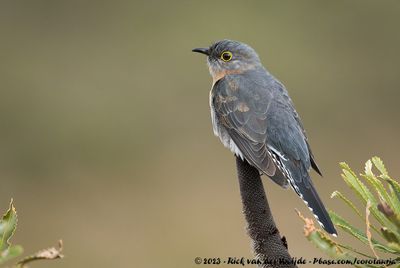 Fan-Tailed CuckooCacomantis flabelliformis flabelliformis