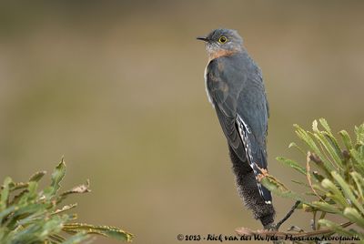 Fan-Tailed Cuckoo (Waaierstaartstruikkoekoek)