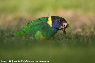 Australian RingneckBarnardius zonarius zonarius x Barnardius zonarius semitorquatus