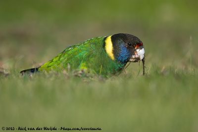 The Birds of Australia