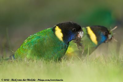 Australian RingneckBarnardius zonarius zonarius x Barnardius zonarius semitorquatus