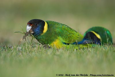 Australian RingneckBarnardius zonarius zonarius x Barnardius zonarius semitorquatus