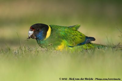 Australian RingneckBarnardius zonarius zonarius x Barnardius zonarius semitorquatus