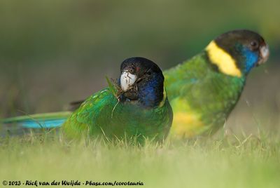 Australian RingneckBarnardius zonarius zonarius x Barnardius zonarius semitorquatus