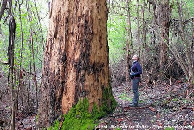 José underneath a towering Karri Tree