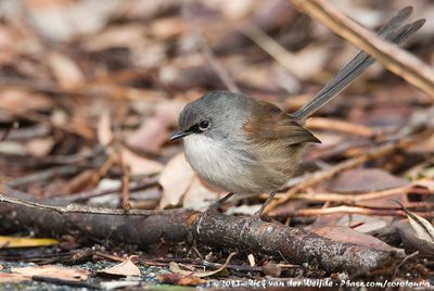 Red-Winged FairywrenMalurus elegans
