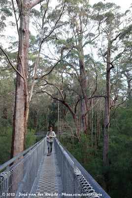 Walking the Tree Top Walk