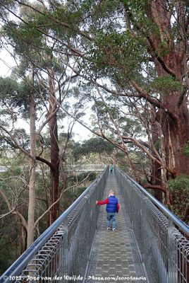 Walking the Tree Top Walk