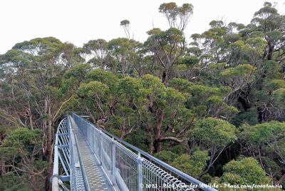 Tree Top Walk