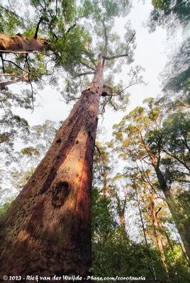 WA - Tone-Perup to Walpole-Nornalup Nature Reserves