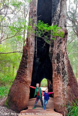 WA - Tone-Perup to Walpole-Nornalup Nature Reserves