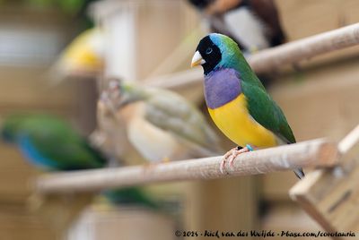 Gouldian Finch (Gouldamadine)