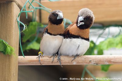 Chestnut-Breasted Mannikin (Bruinborstrietvink)