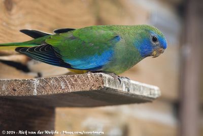 Scarlet-Chested ParrotNeophema splendida