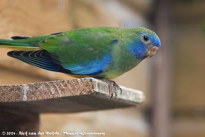 Scarlet-Chested Parrot (Splendidparkiet)