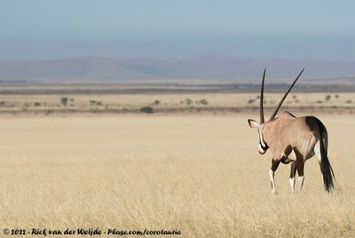 The Mammals of Namibia