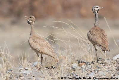Rüppell's KorhaanHeterotetrax rueppelii fitzsimonsi