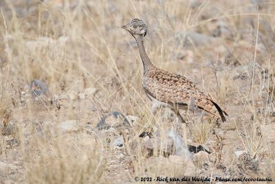Rüppell's Korhaan (Rüppells Trap)