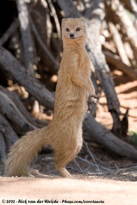 Yellow MongooseCynictis penicillata bradfieldi
