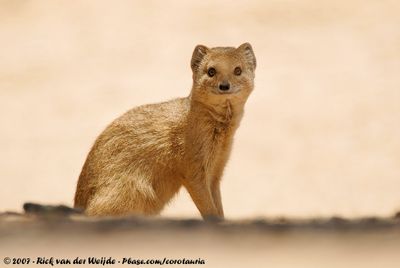 The Mammals of South Africa