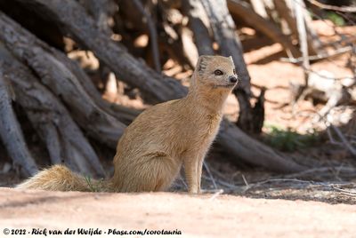 Yellow MongooseCynictis penicillata bradfieldi