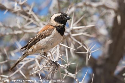 Cape SparrowPasser melanurus damarensis