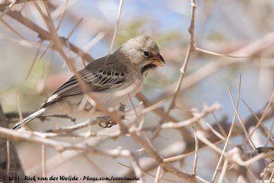 Scaly-Feathered Weaver (Baardmanwever)