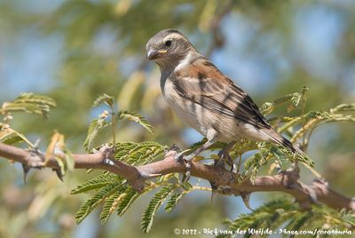 Cape Sparrow (Kaapse Mus)