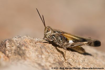 Oedaleus plenus plenus
