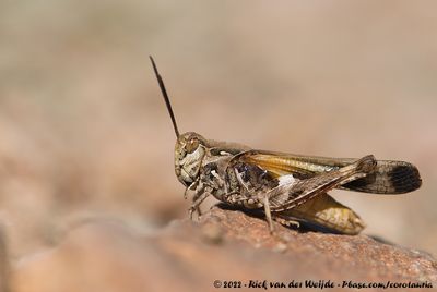 Oedaleus plenus