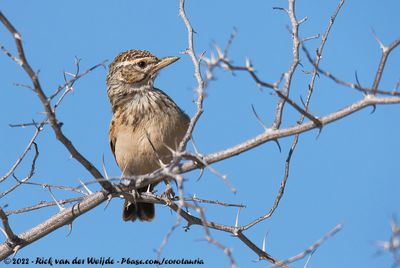 Sabota Lark<br><i>Calendulauda sabota herero</i>