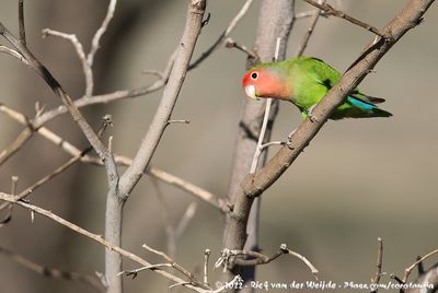 Rosy-Faced LovebirdAgapornis roseicollis roseicollis