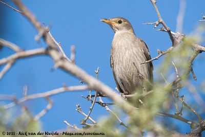 Wattled StarlingCreatophora cinerea