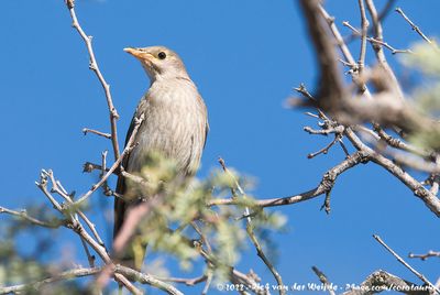 Namibia, March 31 - May 4, 2022