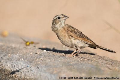 Lark-Like BuntingEmberiza impetuani impetuani
