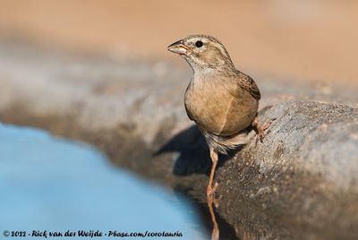 Lark-Like Bunting (Leeuwerikgors)