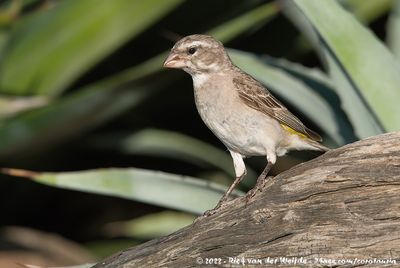White-Throated CanaryCrithagra albogularis sordahlae