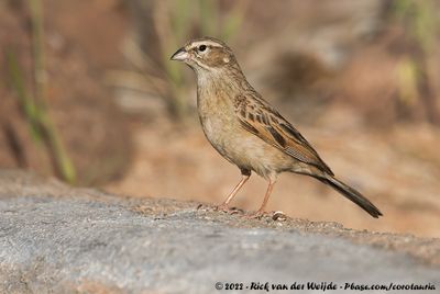 Lark-Like BuntingEmberiza impetuani impetuani
