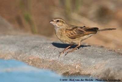 Lark-Like BuntingEmberiza impetuani impetuani