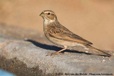 Lark-Like BuntingEmberiza impetuani impetuani