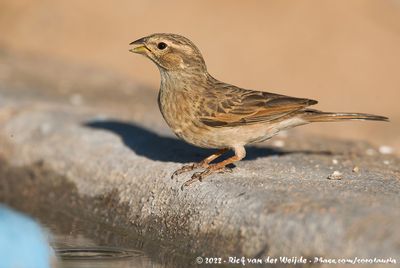 Lark-Like BuntingEmberiza impetuani impetuani