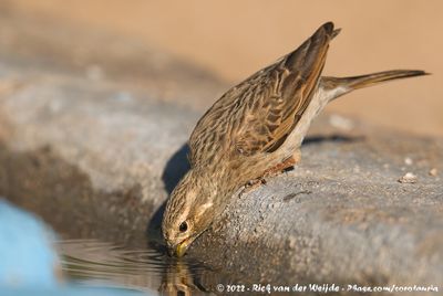 Lark-Like BuntingEmberiza impetuani impetuani